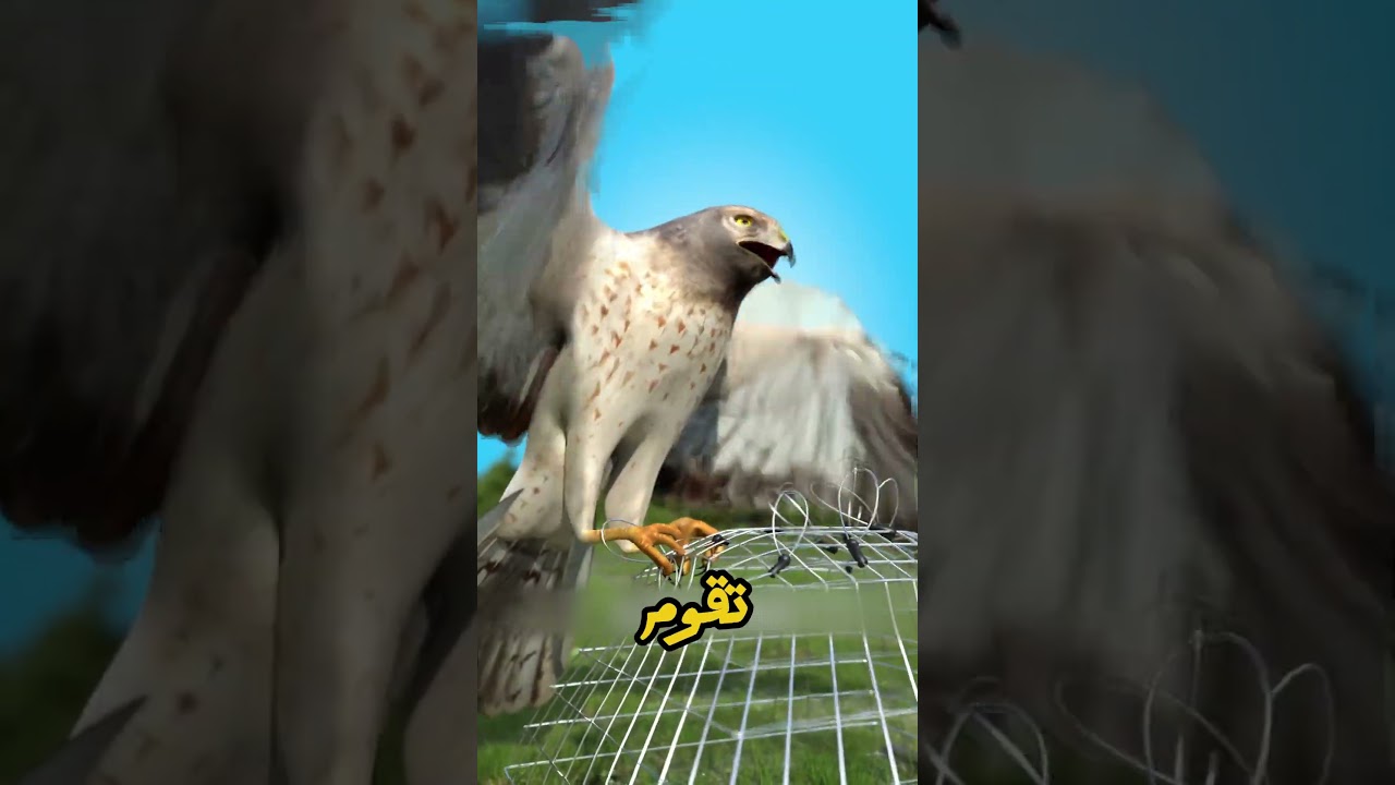 أذكى مصيدة في العالم! 🦅 إزاي العلماء والمدربين بيمسكوا الصقر بدون ما يئذوا ريشة واحدة منه؟! 🌾✨