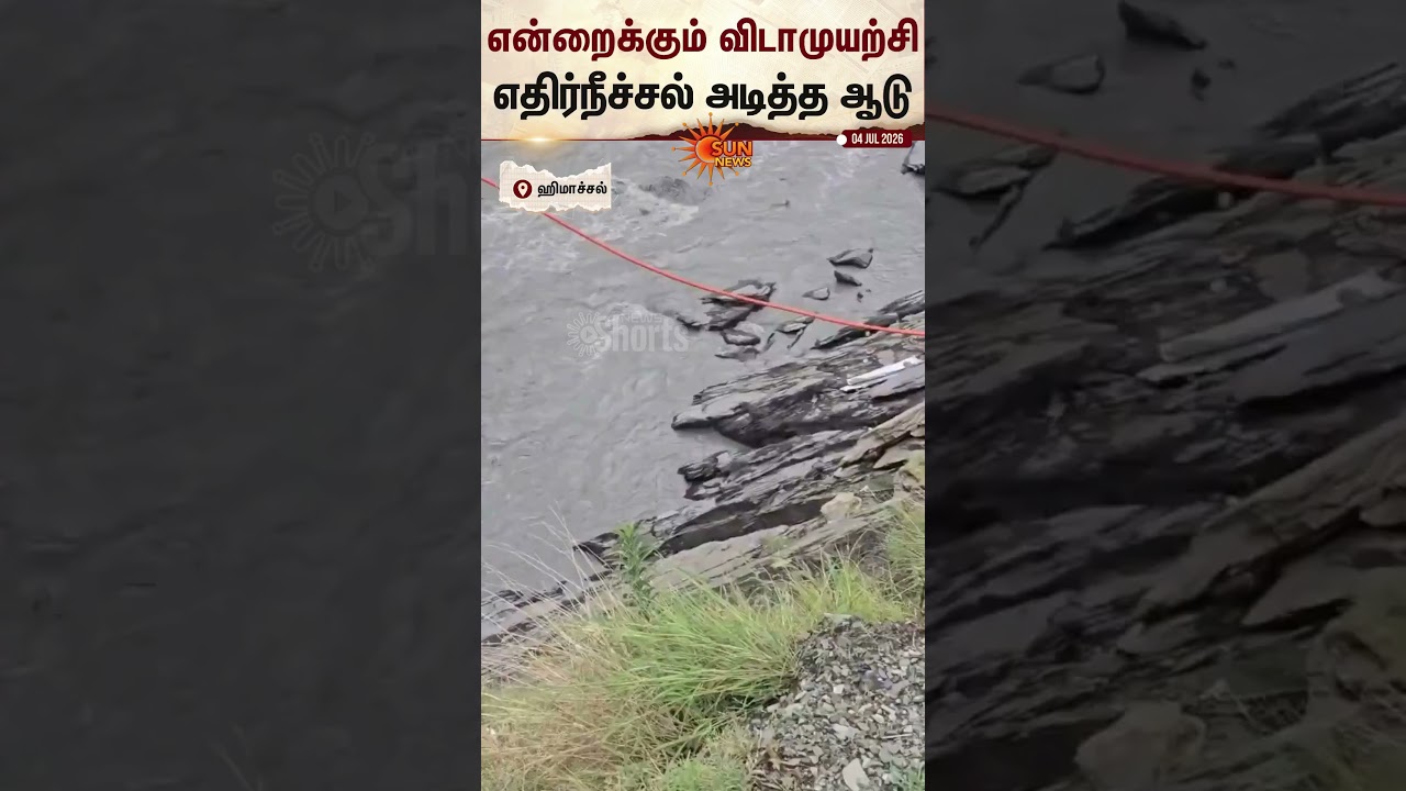 Himachal Pradesh | Ravi River | Goat |எதிர்நீச்சல் அடித்து கரை சேர்ந்த ஆடு | Sun News