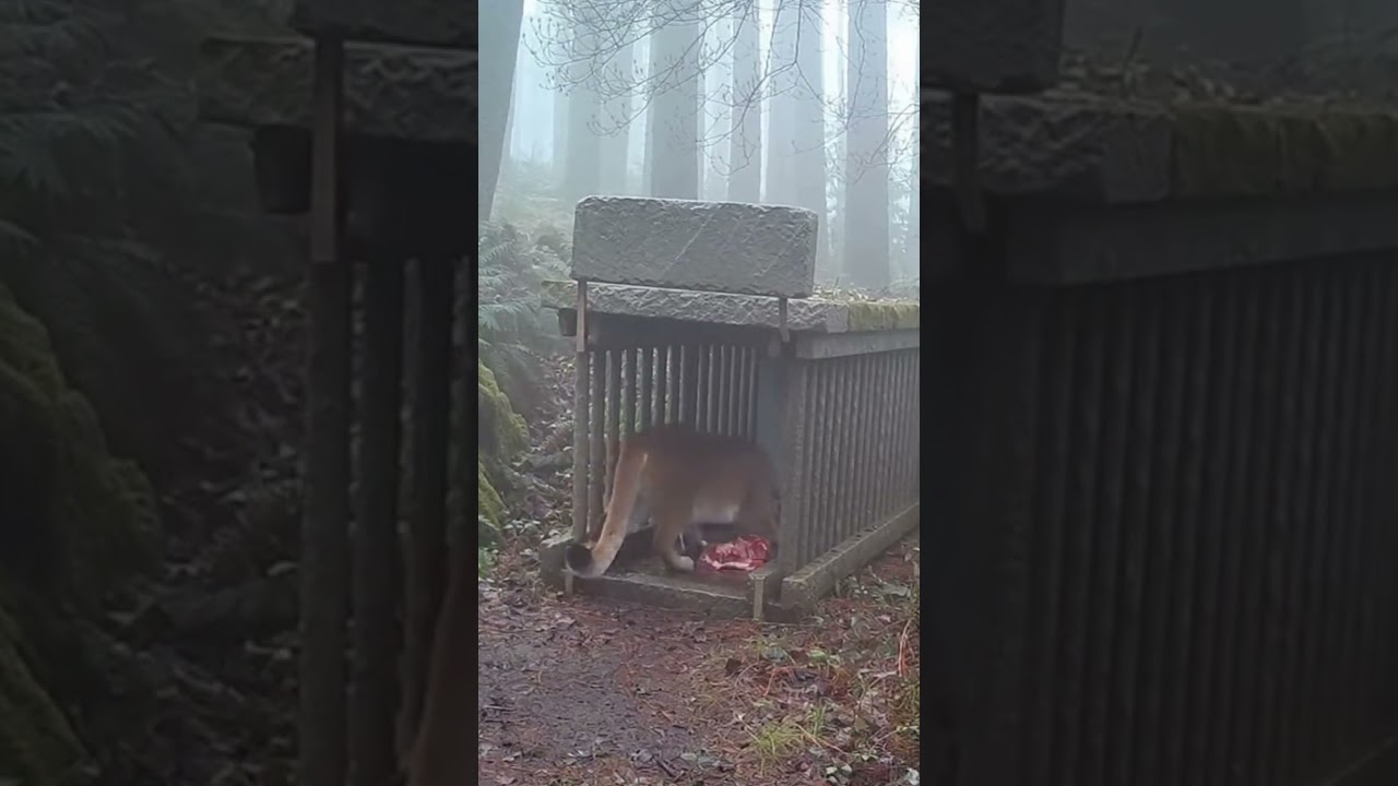 A mountain lion slowly emerges from the fog and cautiously walks toward the cage.