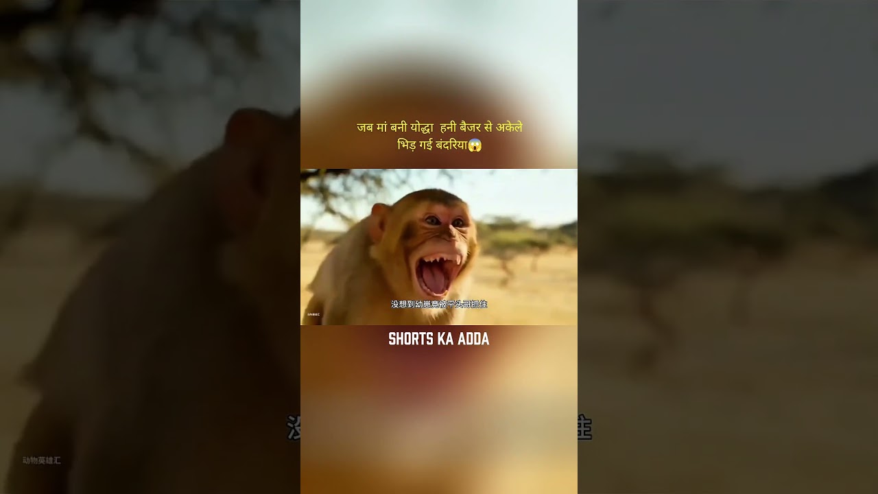 जब मां बनी योद्धा हनी बैजर से अकेले भिड़ गई बंदरिया | #animalstory #wildlifeentertainment #animals