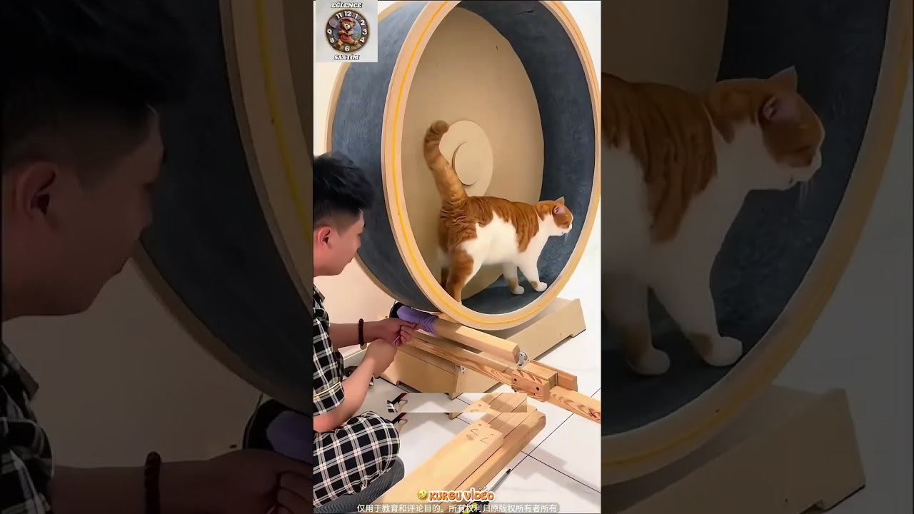 KEDİLERİ Çalıştırıyorum 🐈😅 #shorts #keşfet