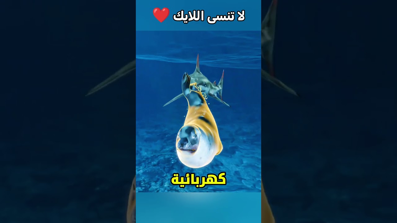 ليه القرش بيلف عينيه لورا وقت الصيد؟ 😵 #shortvideos