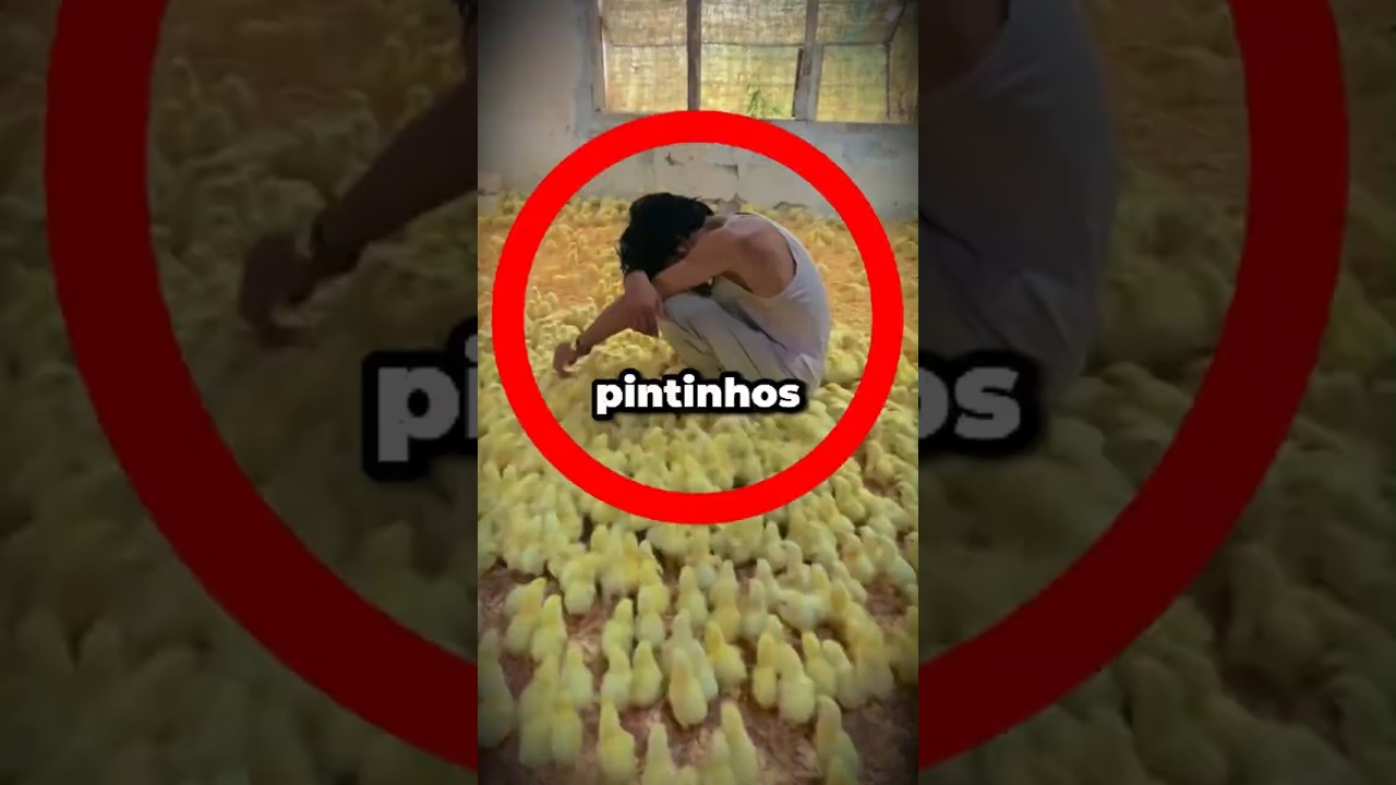 Por Que Os Pintinhos Cercaram Esse Homem