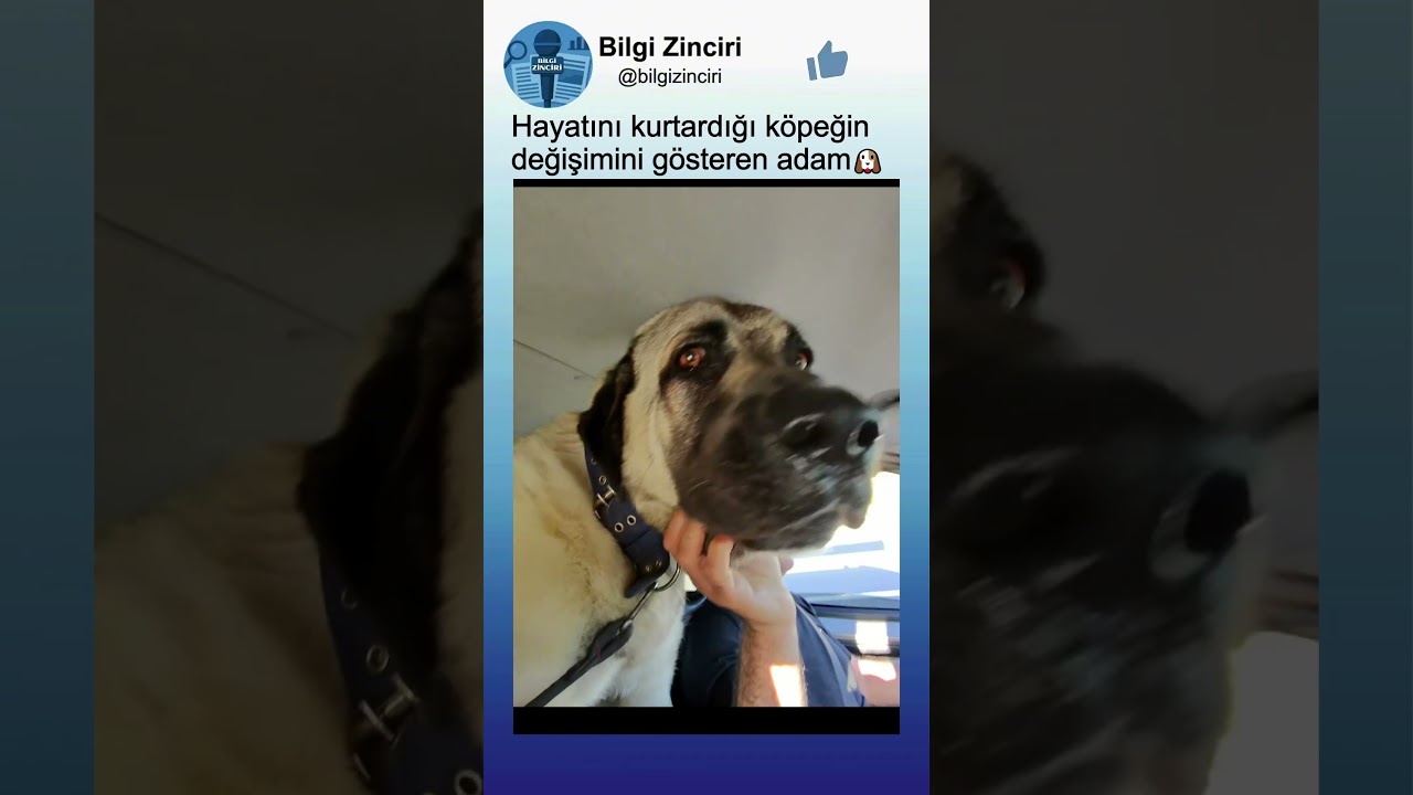 Hayatını kurtardığı köpeğin önceki ve sonraki hali..❤️