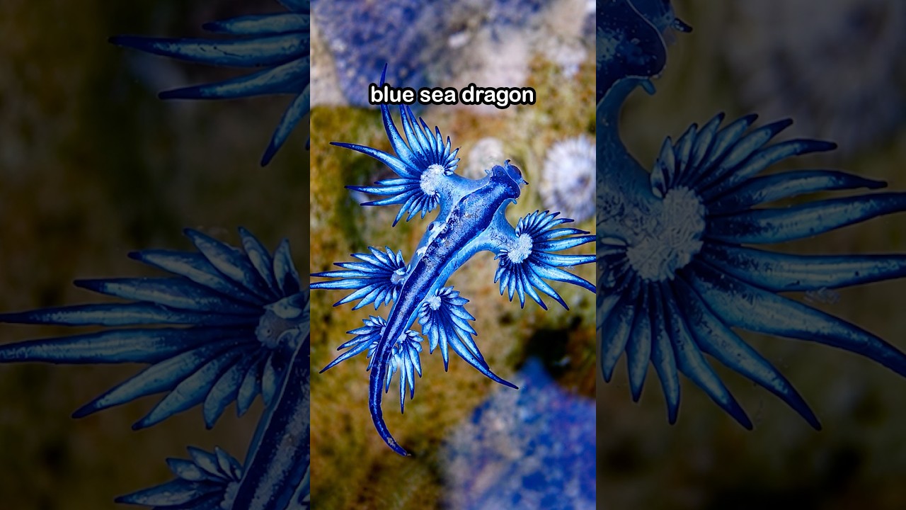 Blue Sea Dragon