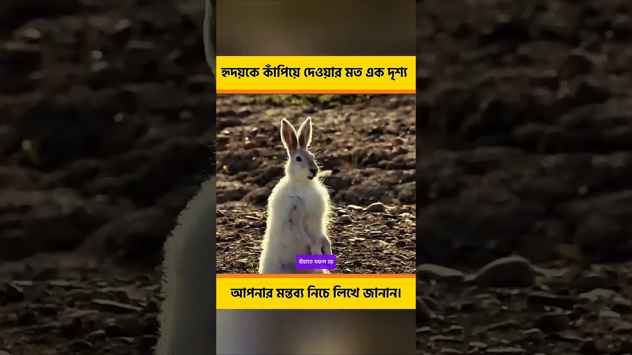 ড্রোন ক্যামেরায় ধরা পড়া হৃদয় কাঁপানো দৃশ্য#shorts