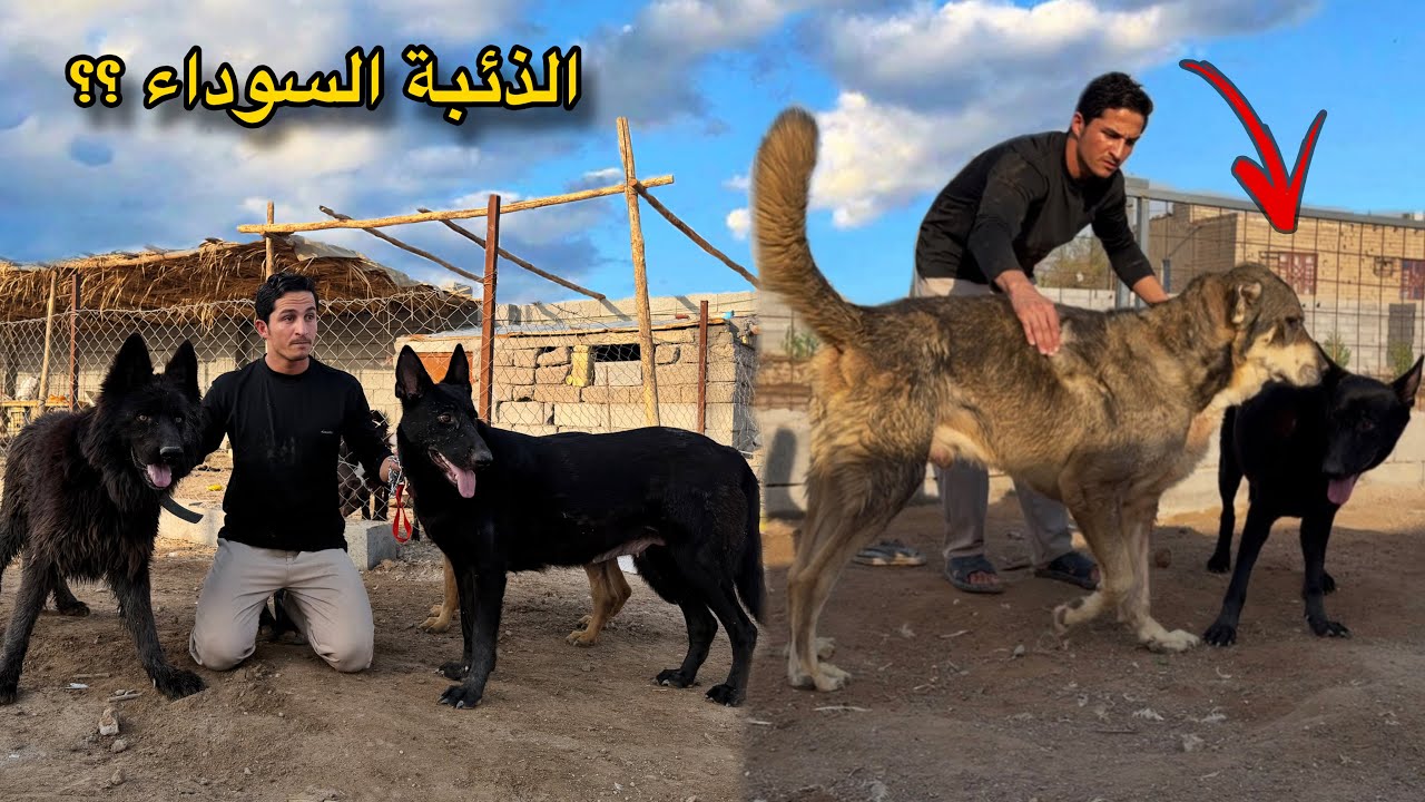جبت حيوان جديد للمزرعة.. وهجمت علينا الثعالب وابن آوى بنفس اليوم! 🦊🔥