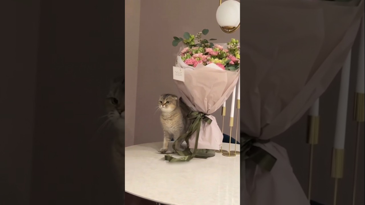 #cat #cute #catvideo #cutecat #funnyvideo #funny