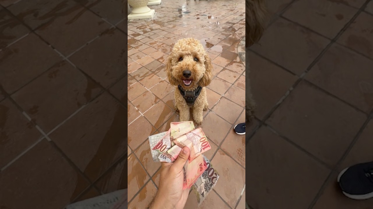 ممكن اشتري كلبك؟