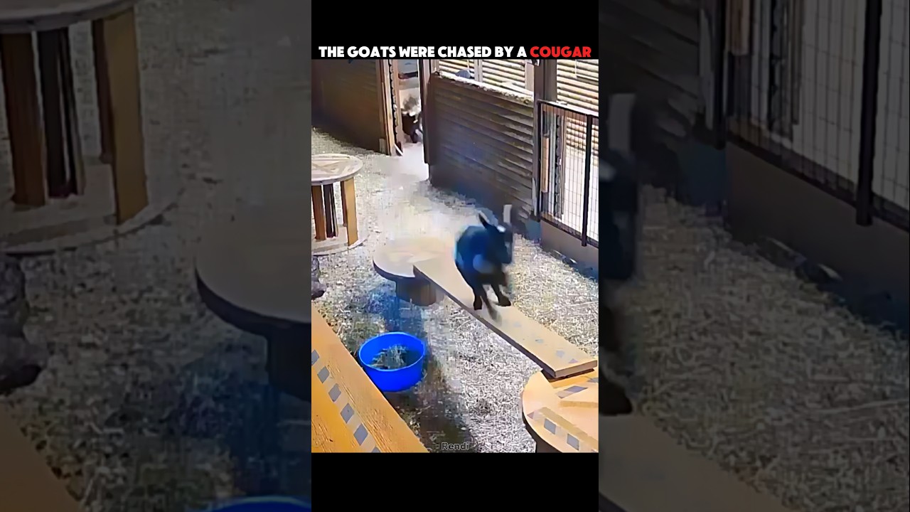 Brave Owner Rescues Goat From Cougar Attack 😱 #trending #animals #wildlife #goat #youtubeshorts