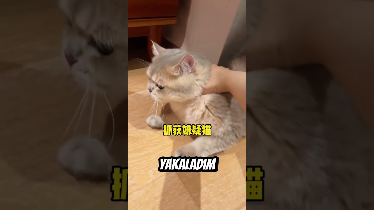 Hangisi Muza Bastı 🤔