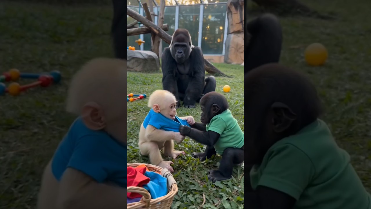 Mama Gorilla Solved the T-Shirt Fight in the Sweetest Way 🦍❤️ #shorts