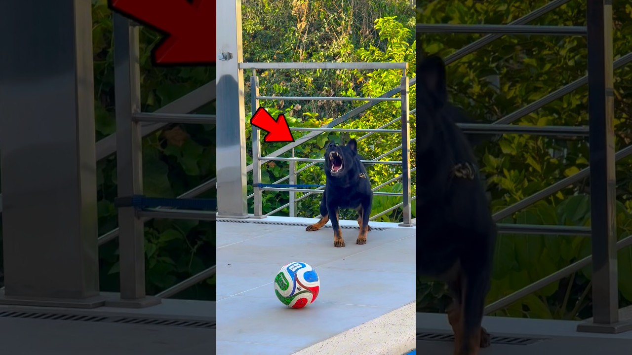 CACHORRO MAIS FORTE DO MUNDO!!! 😱