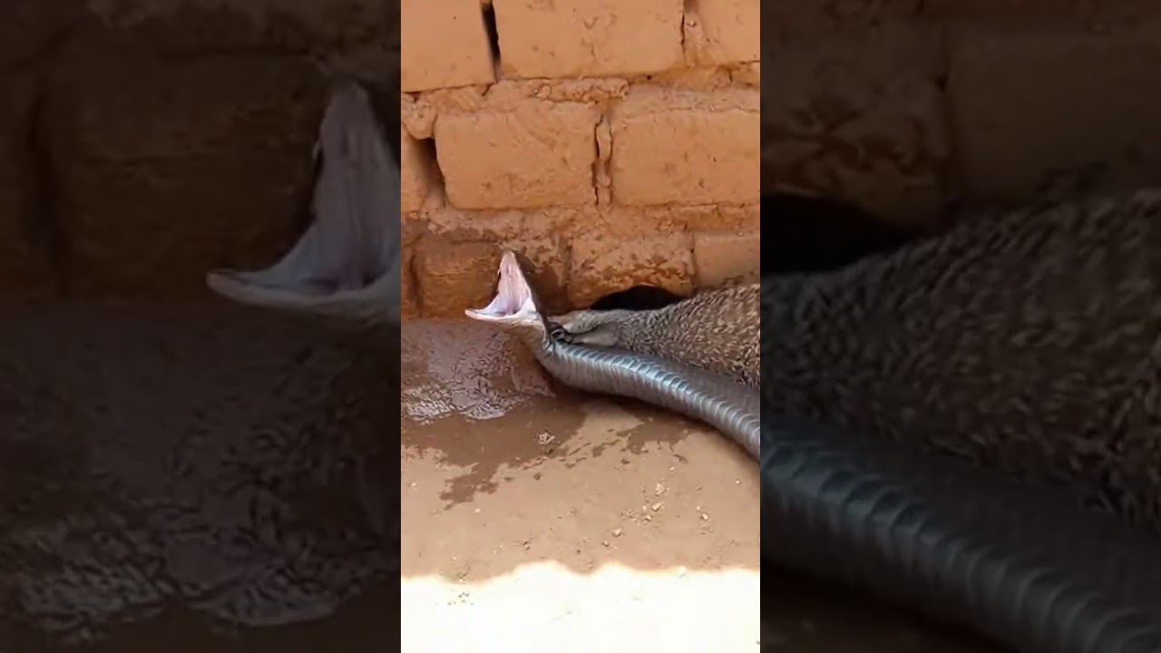 Mongoose vs. Cobra - A Deadly Encounter! #mongoose #cobra #wildlife