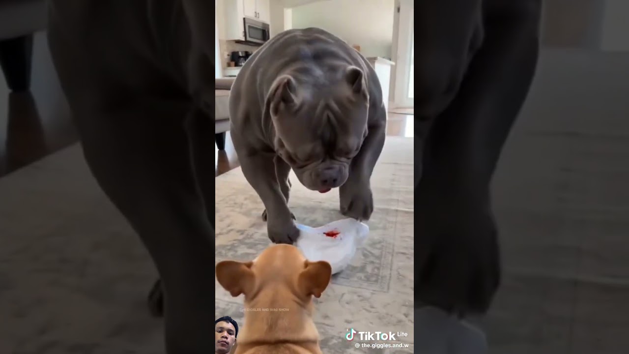 #lifeisbutadream #pets