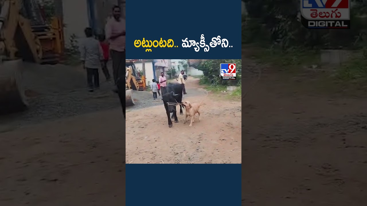 Smart Dog :  అట్లుంటది.. మ్యాక్సీతోని.. | kakinada - TV9