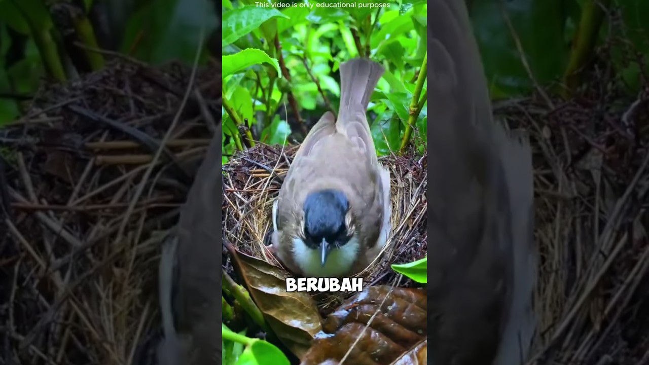 💔🌧️ pengorbanan sang induk… lindungi anak di hujan deras tapi tak ada yang peduli 😢🐦#shortsvideo