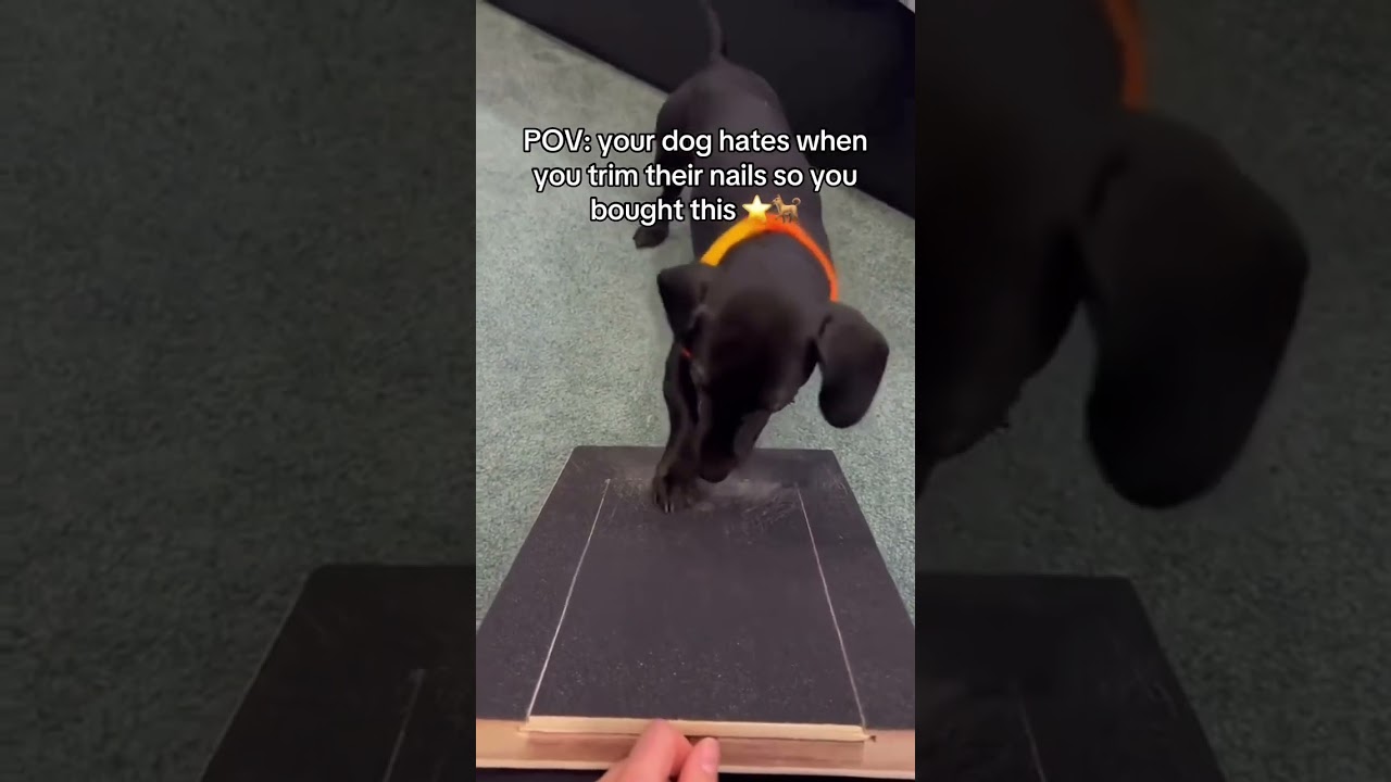 The Safer Way to Trim Your Dog’s Nails at Home 🐶🐾