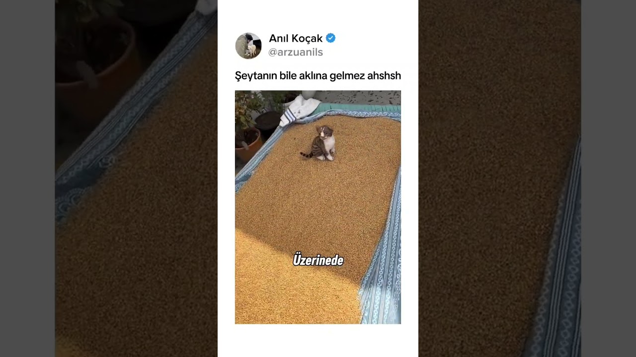 Bu kediler her işe yarıyor🤣