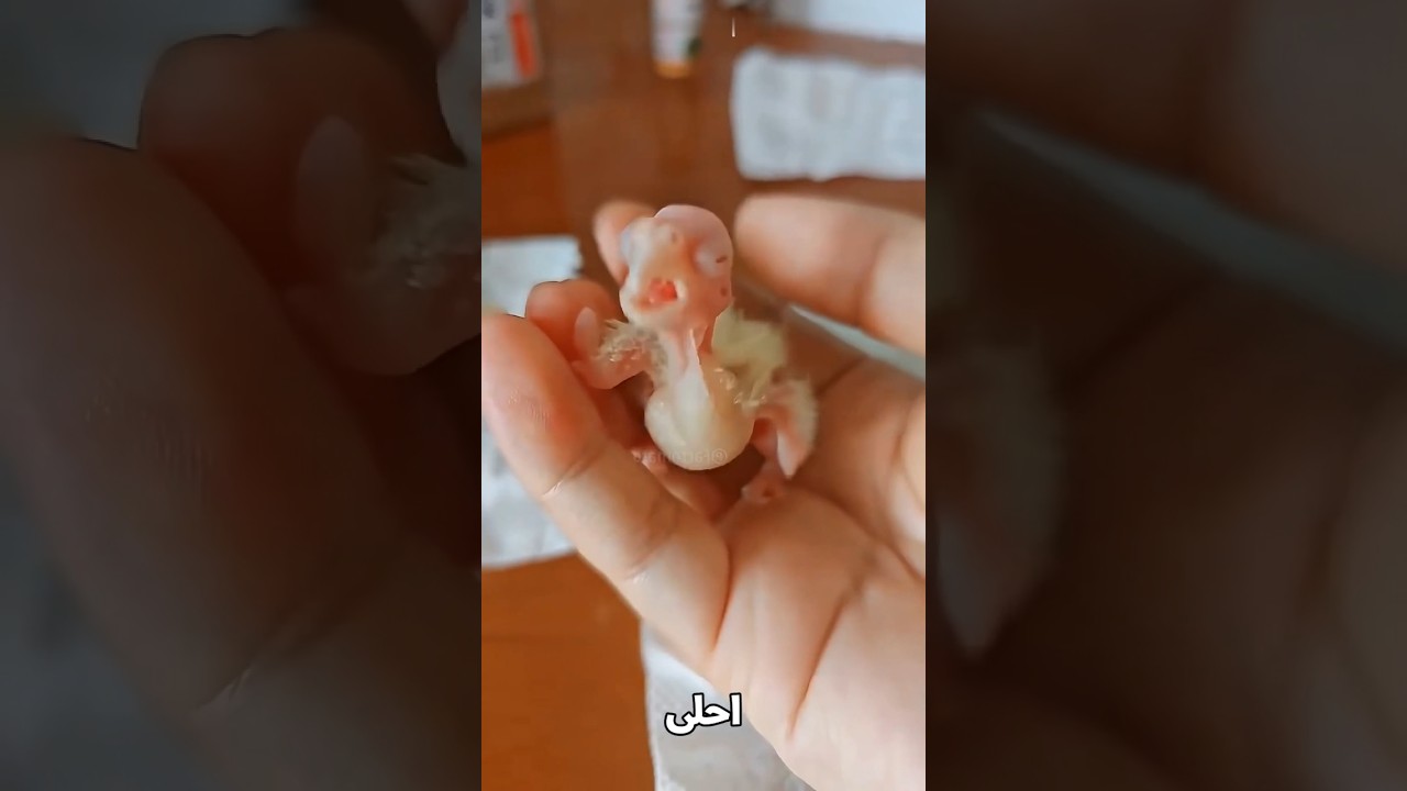 من بيضة ضعيفة لبغبغات جميل.. قصة تشوتو🥹🦜