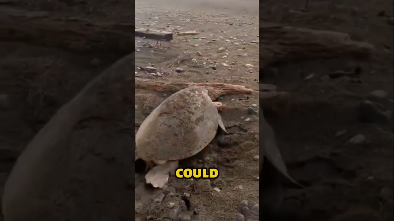 Everyone Thought He Was Pulling A Rock… They Were Wrong 🐢❤️ #shorts