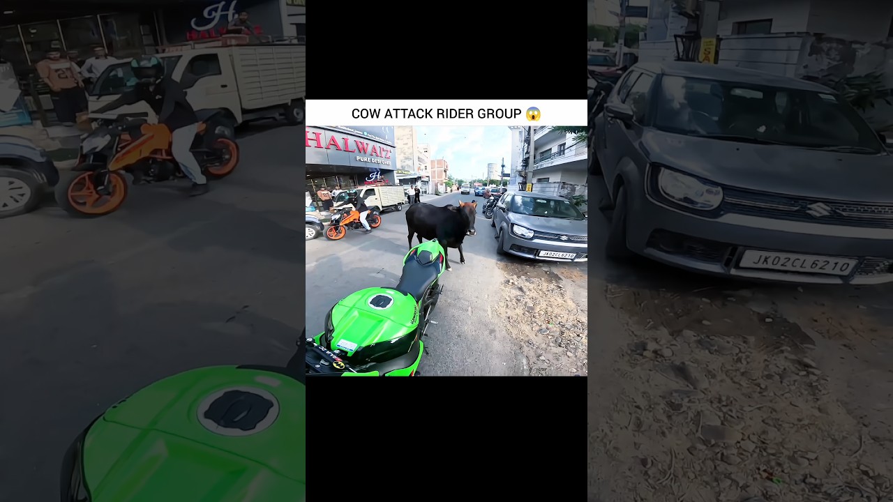 𝗖𝗼𝘄 𝗔𝘁𝘁𝗮𝗰𝗸 🐮💥 𝗠𝗼𝘁𝗼𝘃𝗹𝗼𝗴𝘀 #shorts #cow #motovlog #kawasaki #zx10r