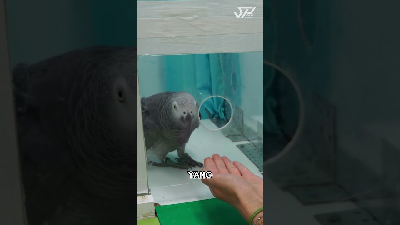 Saat Burung Kakatua Diberi Perlakuan Berbeda, Ini yang Terjadi!