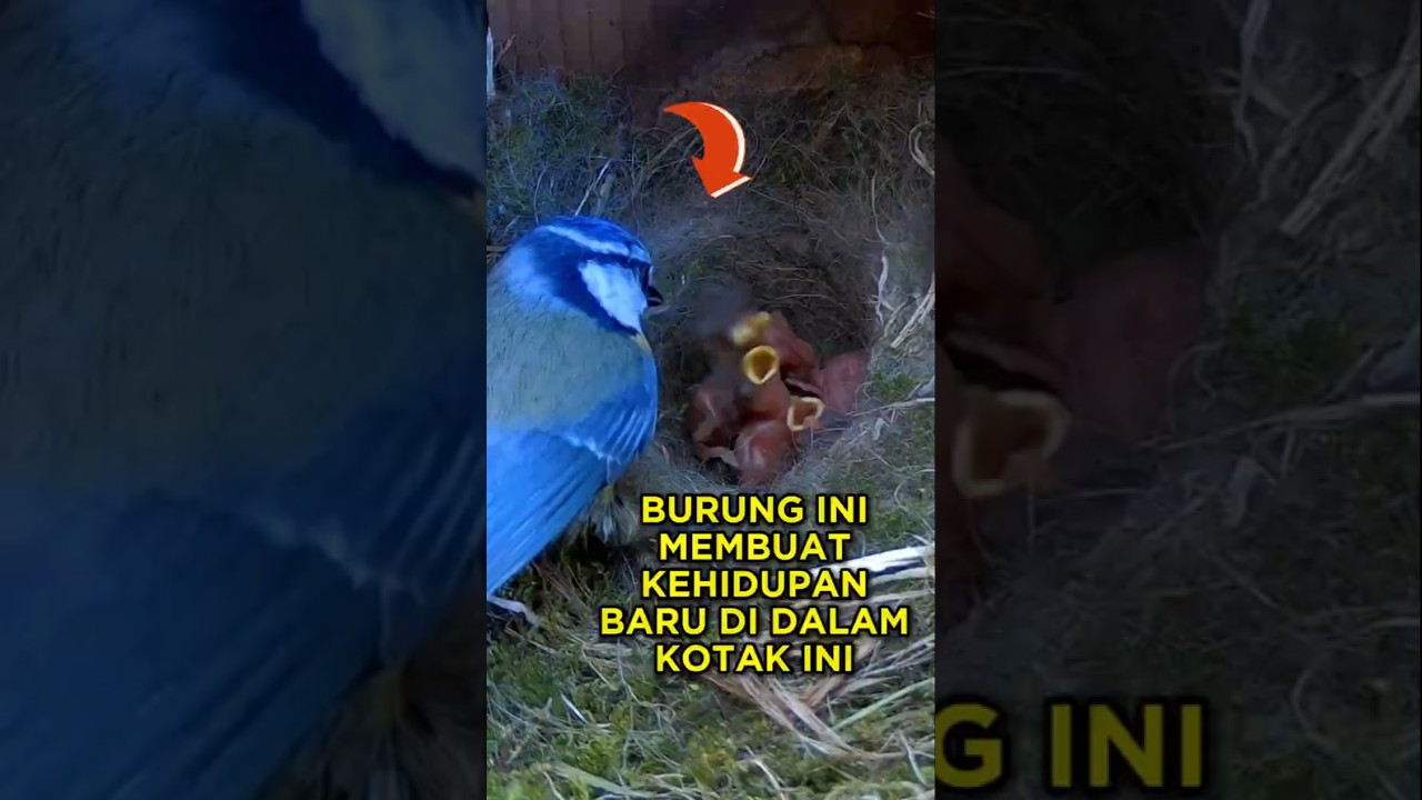 Burung Ini Membuat Rumah Untuk Anak-anaknya 🐦