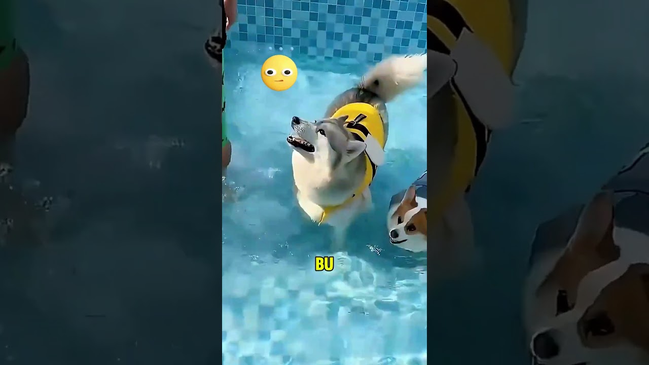 Sahibi köpeklerini havuza getirdi! 🐶
