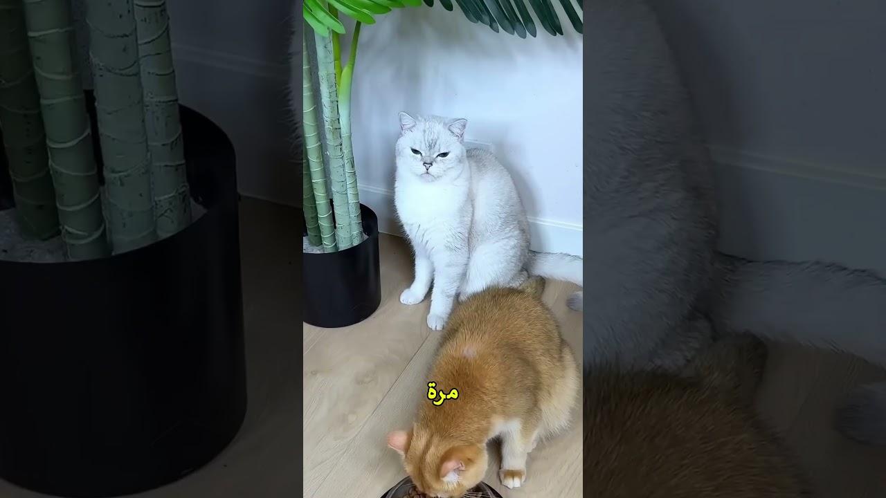 😂 موقف غريب القطة لا تعطيه الأكل!