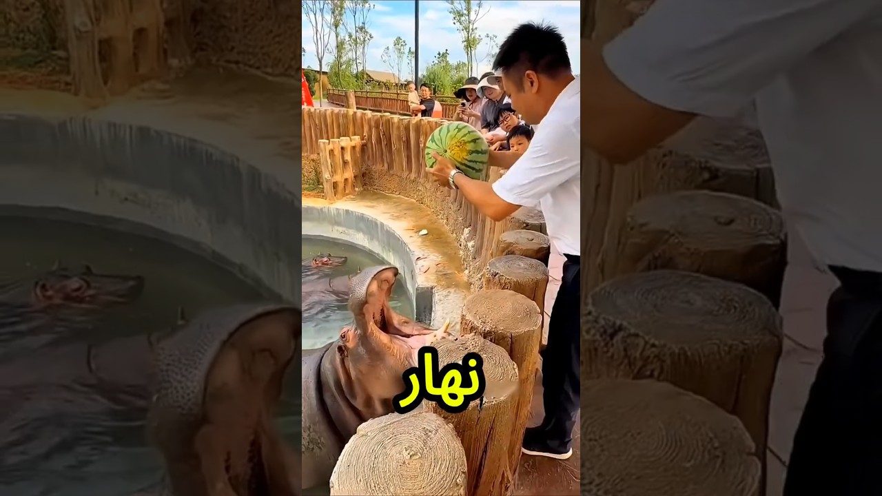 ينهر يبابا الوحش فاتح بقه وهيعضك😱👹💥