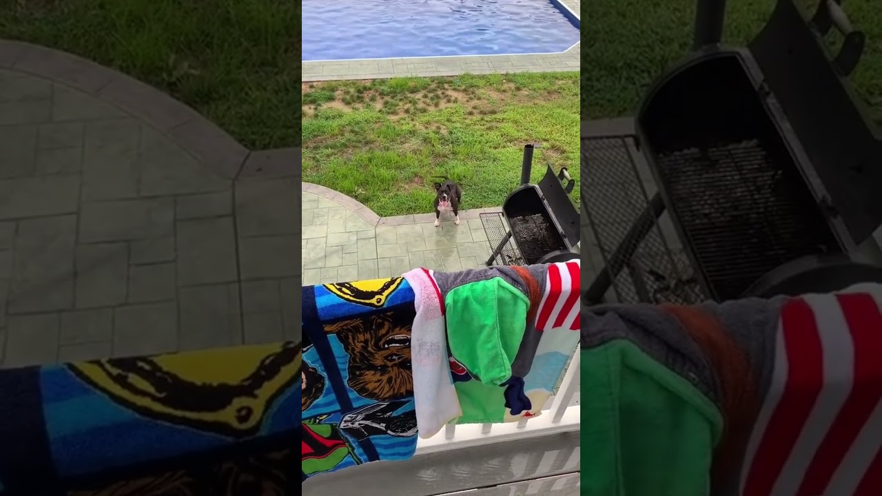 Dogs on a Rainy Day🤣 #dog #funny #funnydog #funnyvideo #Foryou #animals #funnyanimals