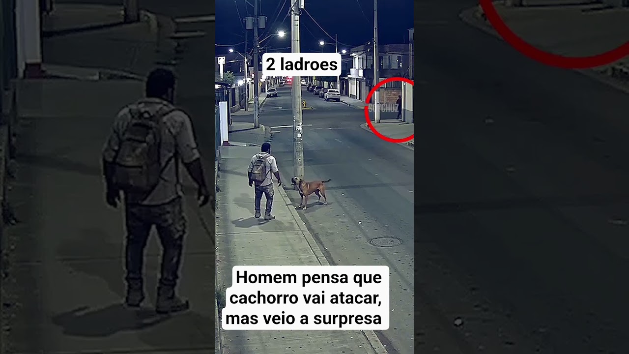 Cachorro ajuda pedestre, se livrar do perigo