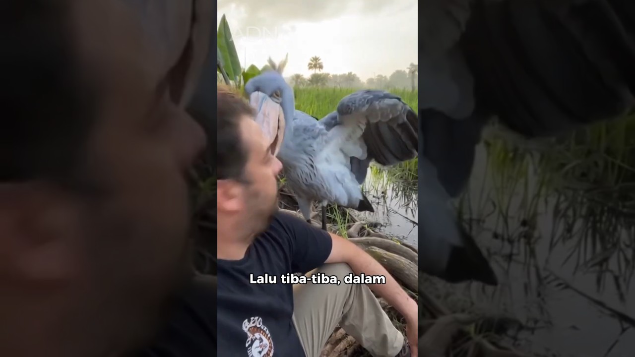 Burung Ini Bahkan Ditakuti Buaya 😳