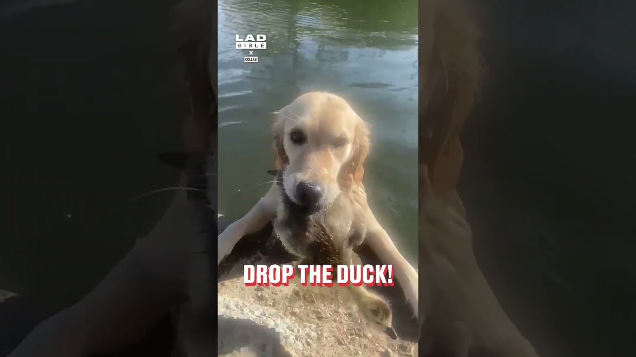 My dog thought the duck needed saving from the water 🤣 (🎥: Collab) - Published by LADbible Shorts