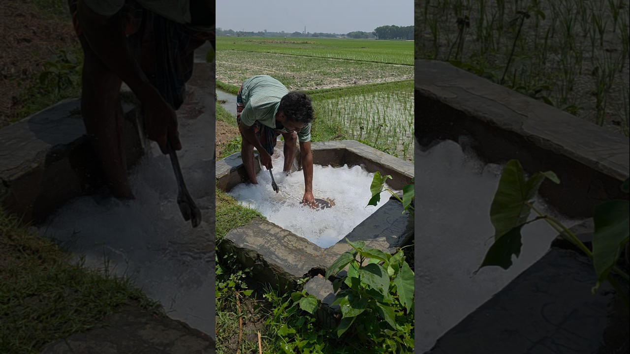 পাতাল থেকে পানি উঠছে। #agriculture #farmer #vairalshort