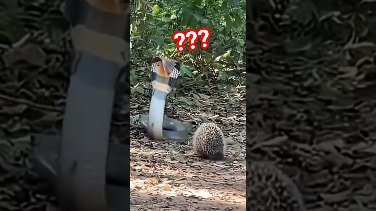 Cobra rei se deu mal #shorts