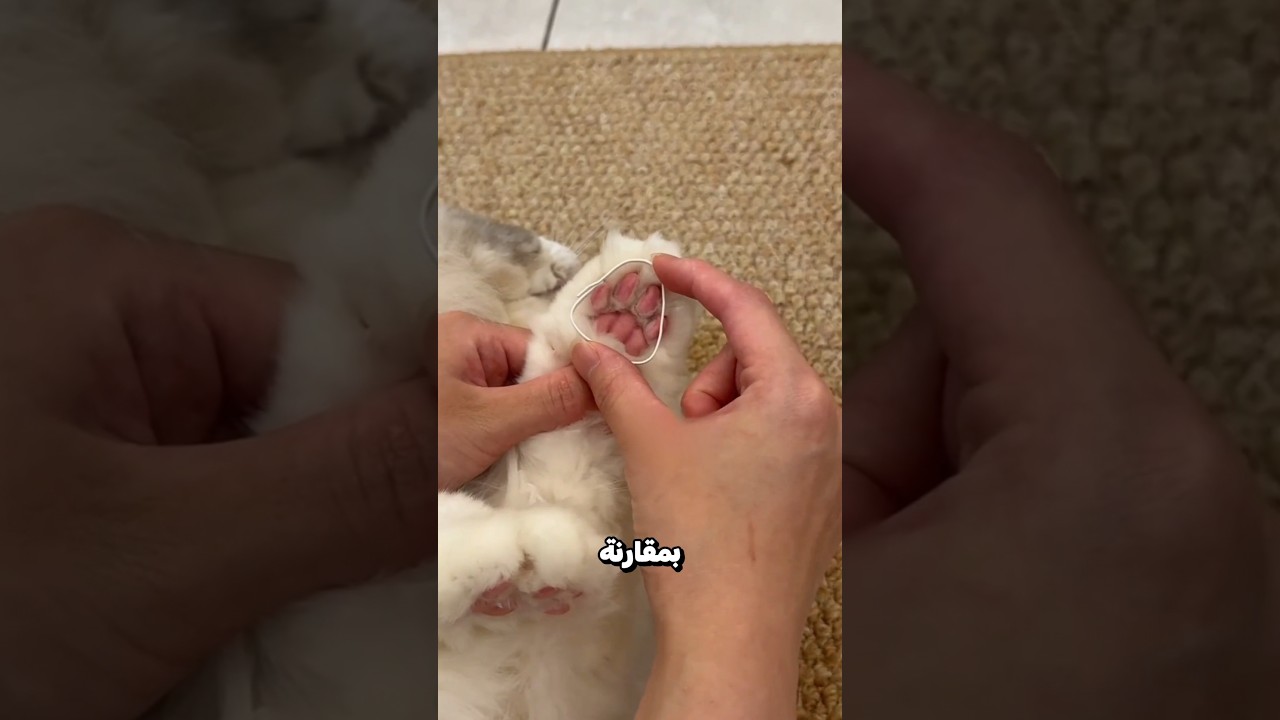 ليس قططها صاحب الفعلة 😮 ؟!