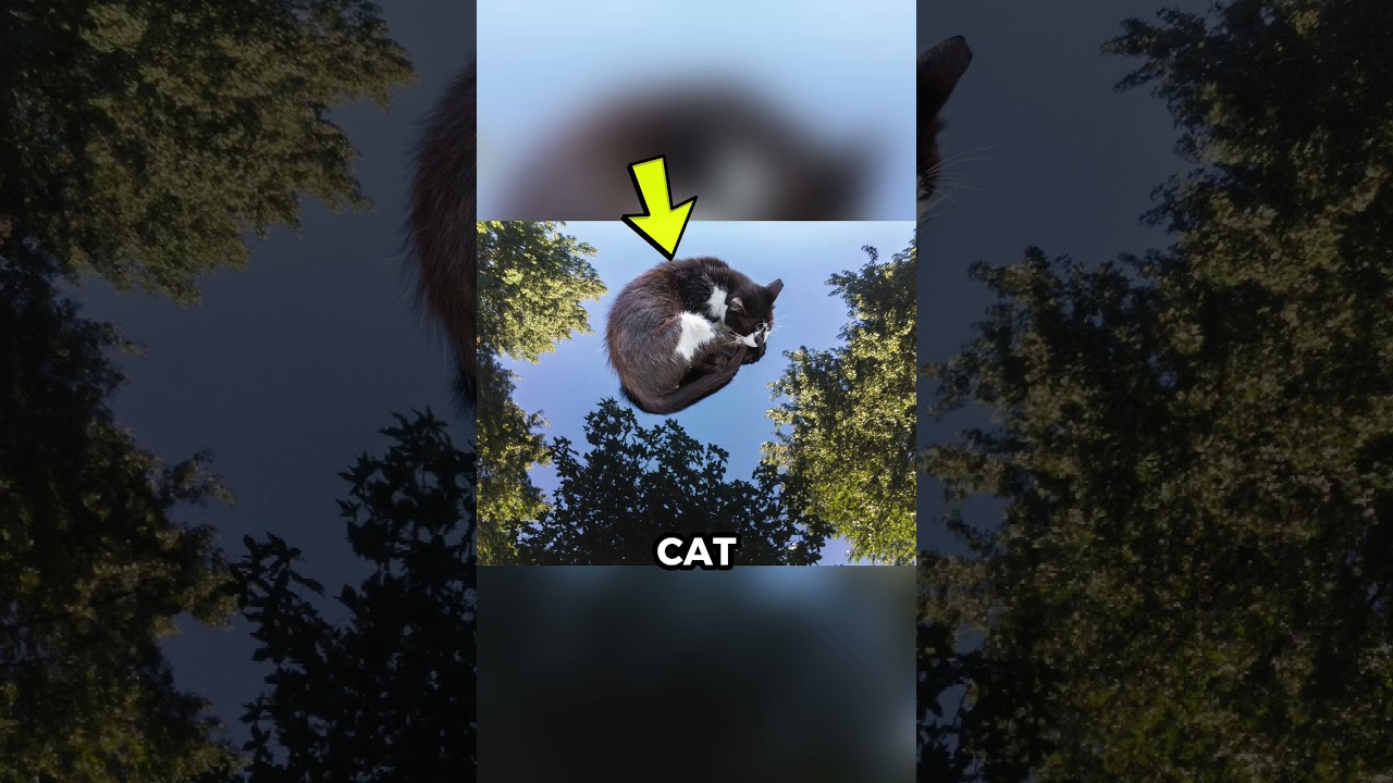 Crow doing pushups?
