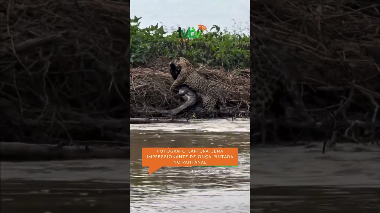 Fotógrafo captura cena impressionante de onça-pintada no Pantanal