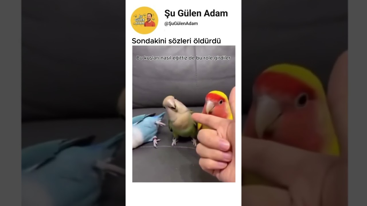 Sondaki kuş başrol