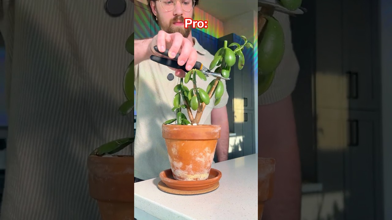 Beginner vs Pro: Houseplant edition