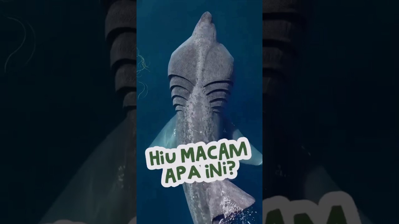 Kalian Pernah Liat Hiu Apa?