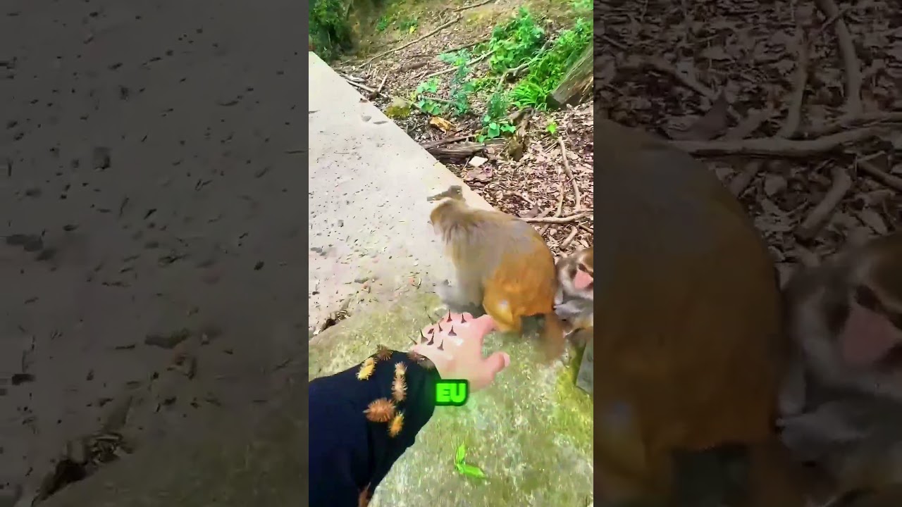 Fui Salvo por um Macaco! 🐒