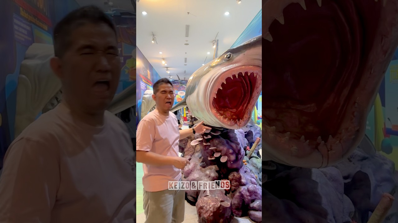 Yakin papi ga bisa ditakutin sama ikan hiu⁉️