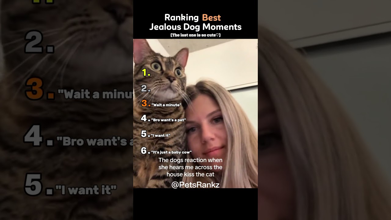 Ranking The Best Jealous Dog Moments 🐶💚 (You Won’t Believe No.1) #shorts