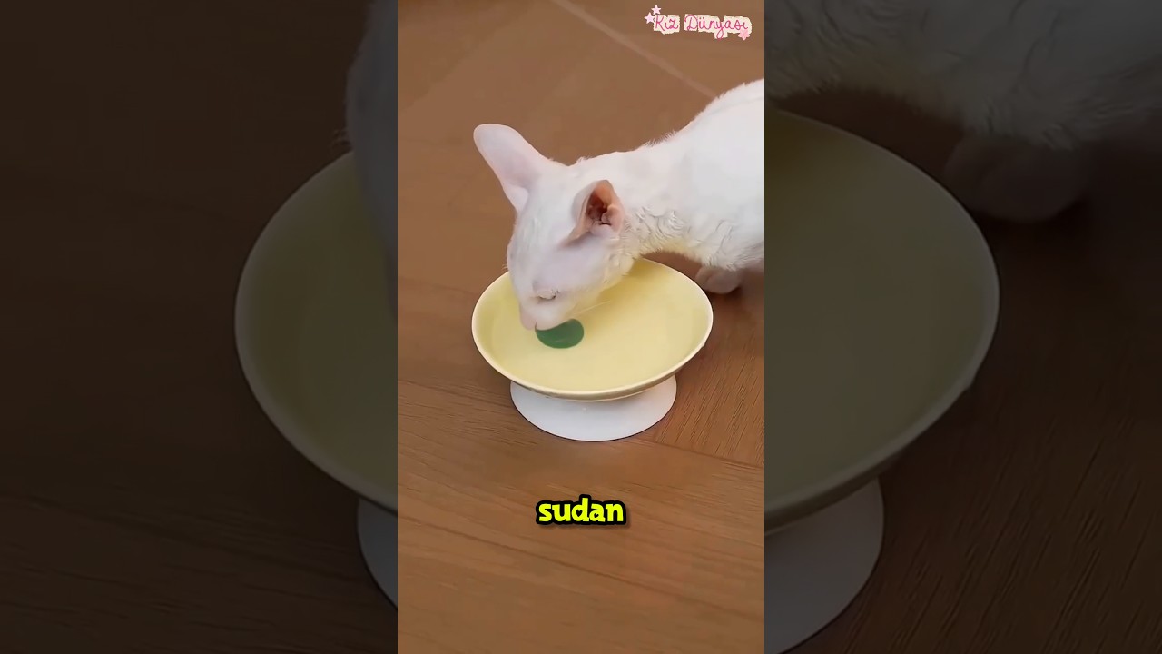 Kedim HİÇ Su İçmiyordu… Ta ki Bu Olana Kadar! 🤯