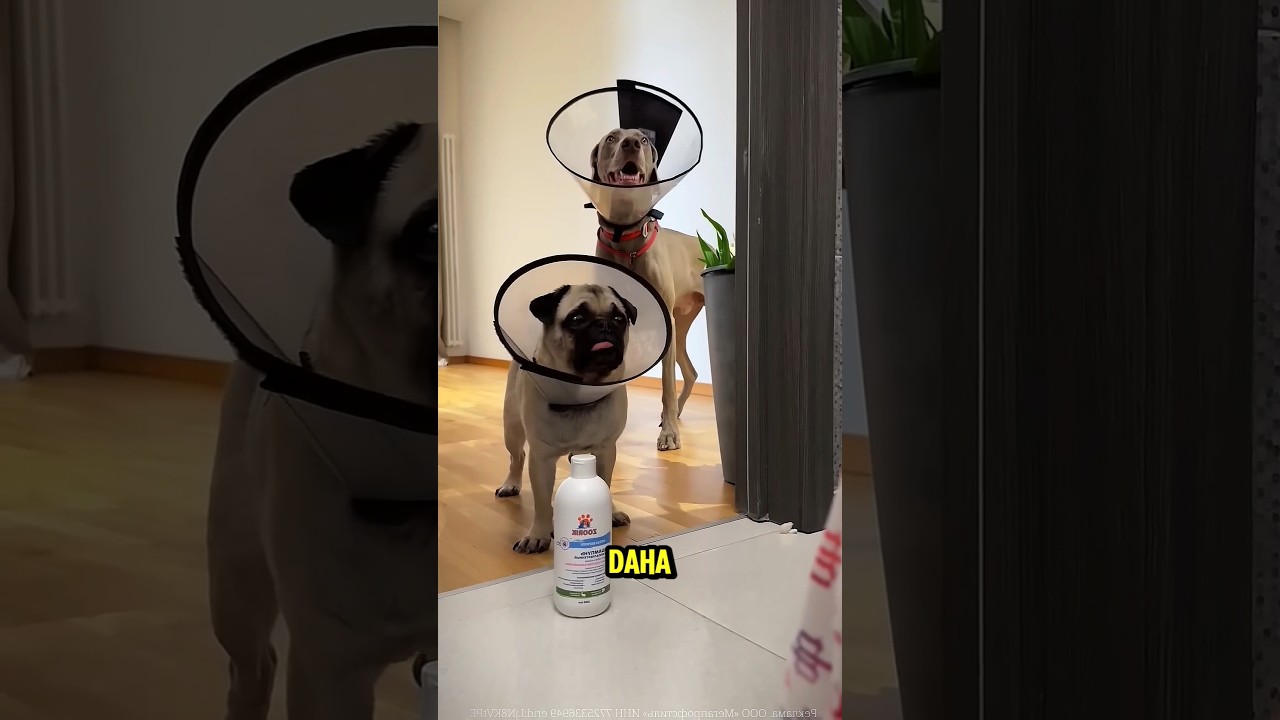 Gece Yarısı Kargaşası 😱