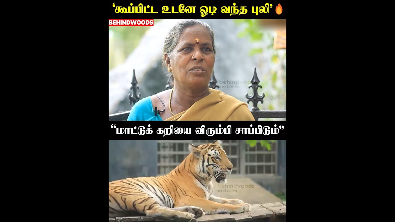 ‘8 கிலோ மாட்டுக் கறியை சாப்பிடும் புலி' 😳🔥