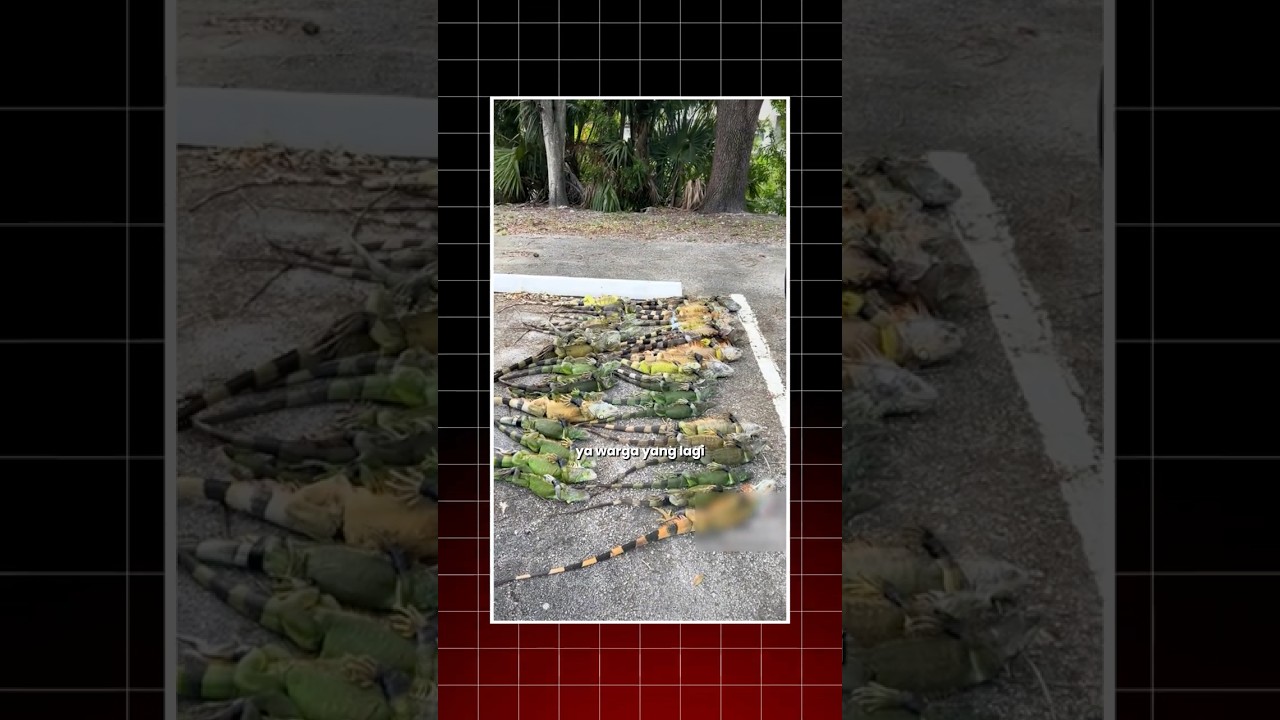 Iguana Kaku Pada Jatuh Massal dari Pohon di Florida! 🌳🦎